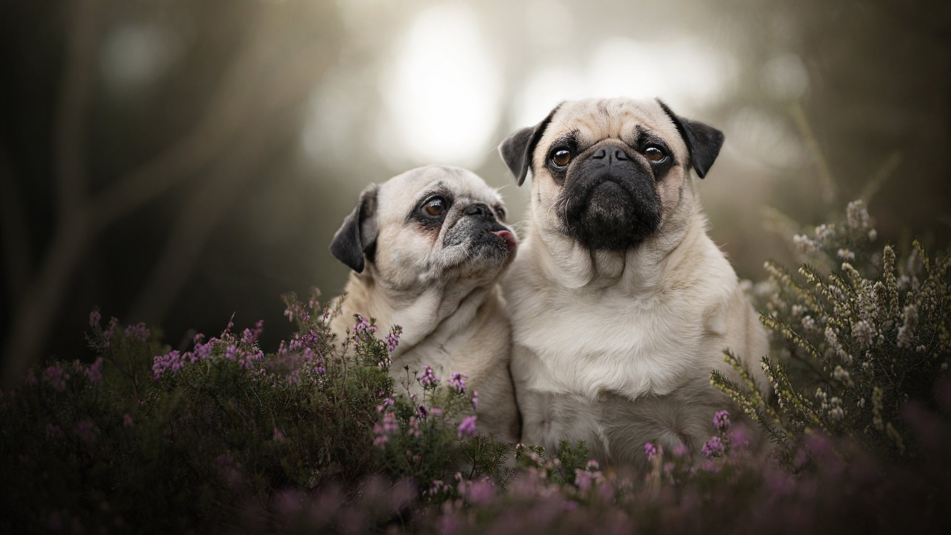 曼城欧冠舞台的努涅斯时刻，当关键先生定义比赛，一支英超豪门的胜利方程式悄然改写