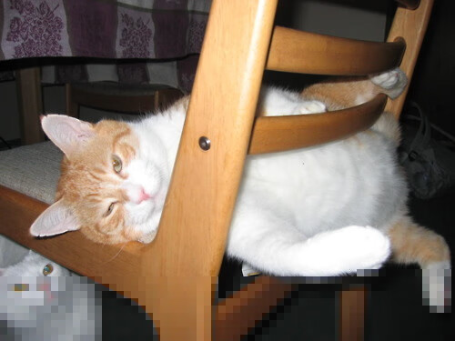 野兽苏醒!锡安爆发难救主,浙江队决胜局冷血带走尼克斯