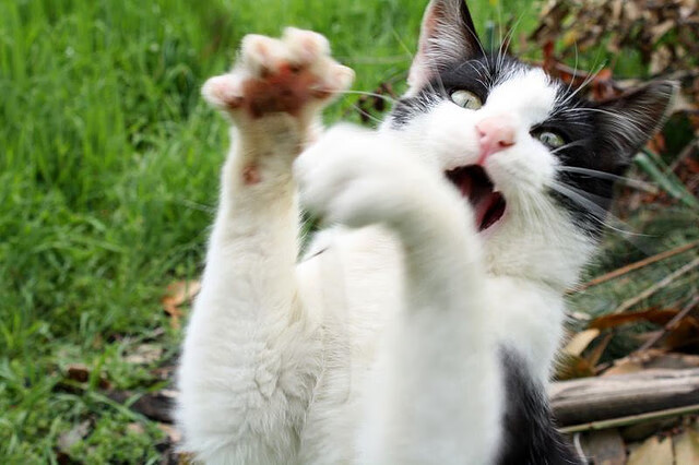 关键战库尔图瓦稳如泰山，塞维利亚逆转比利亚雷亚尔