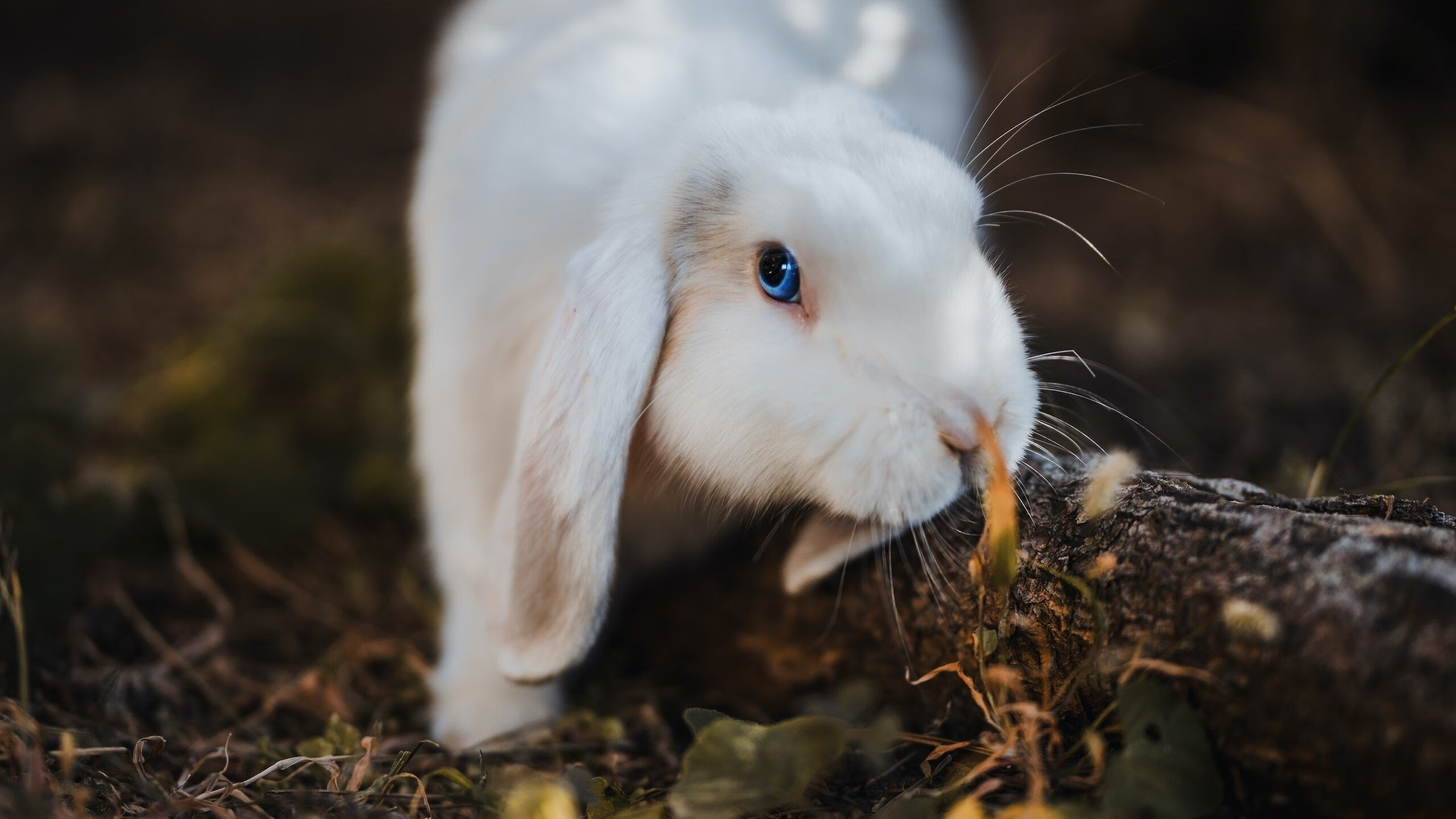 欧冠淘汰赛焦点战与太阳翻盘奇才，逆境中的体育之光