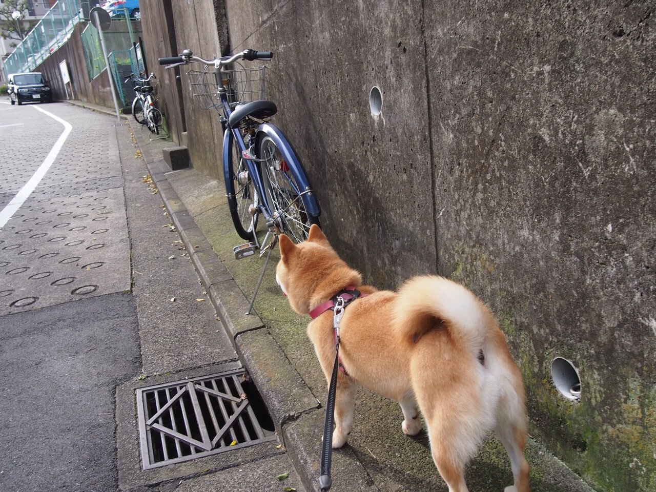 马德里德比烽烟再起,格列兹曼一剑封喉助马竞力克皇马