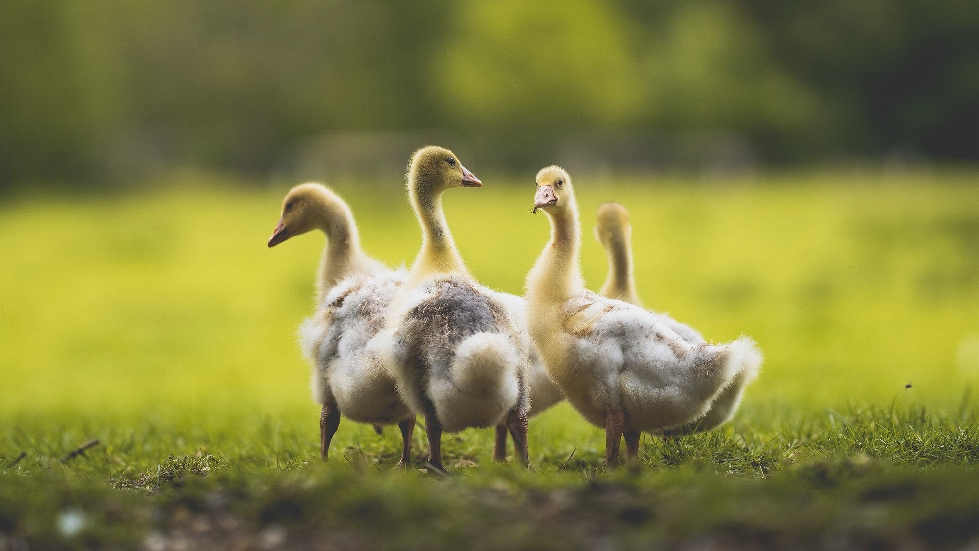 铁血蓝月,坚盾锁死北欧攻势,利刃阿圭罗于无声处听惊雷