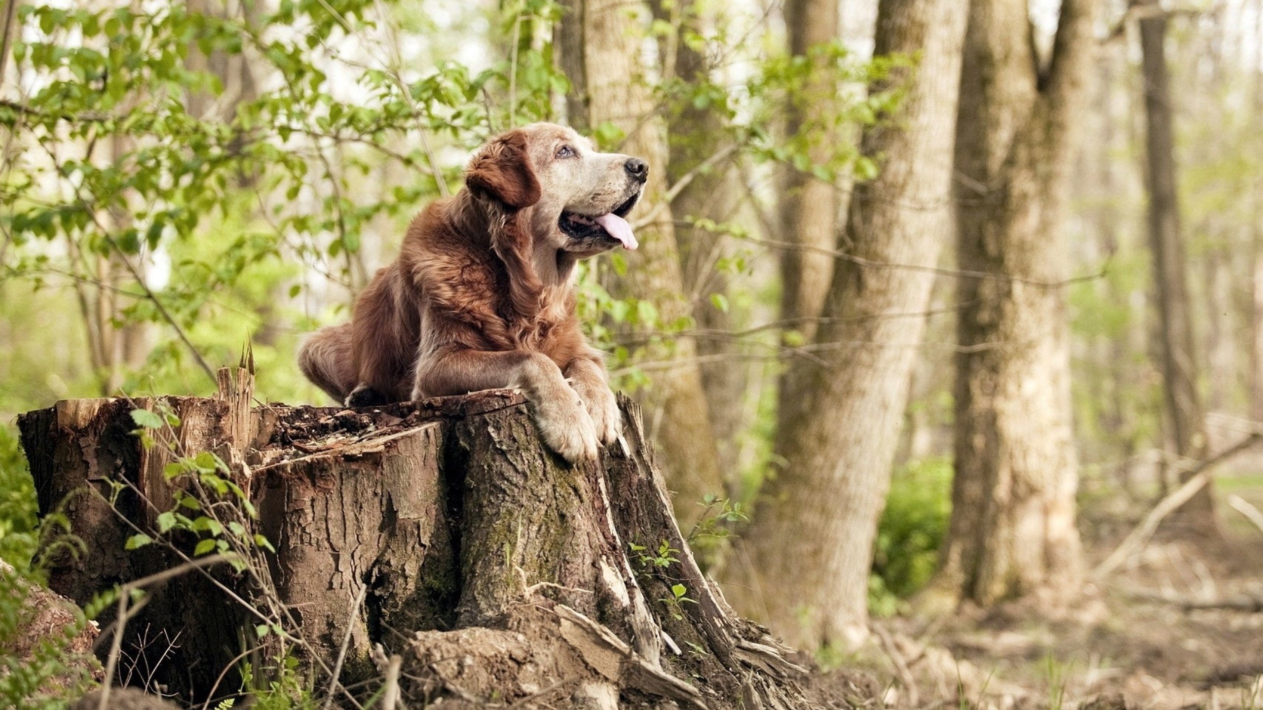 铁幕下的三分光芒,活塞窒息防守中,克莱跨越里程碑