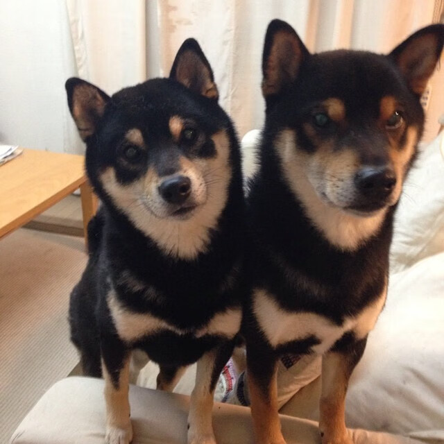 小贾伦的丛林法则，爆发背后，是尼克斯节奏掌控的艺术