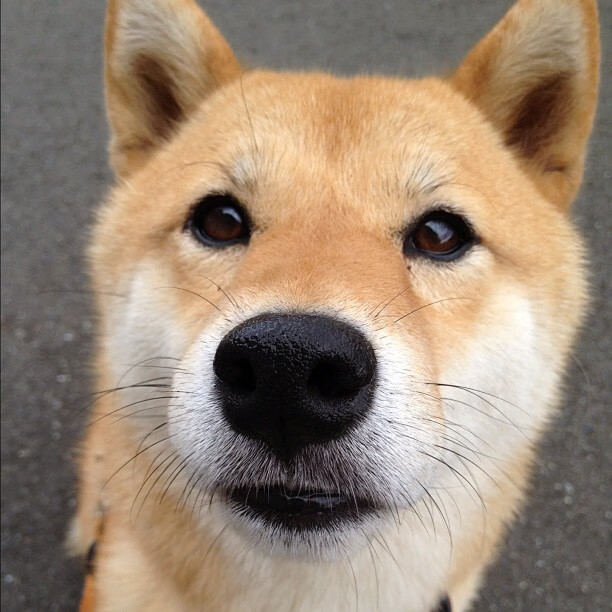 绿茵风暴，德甲争冠白热化与安哥拉击溃秘鲁的足球启示