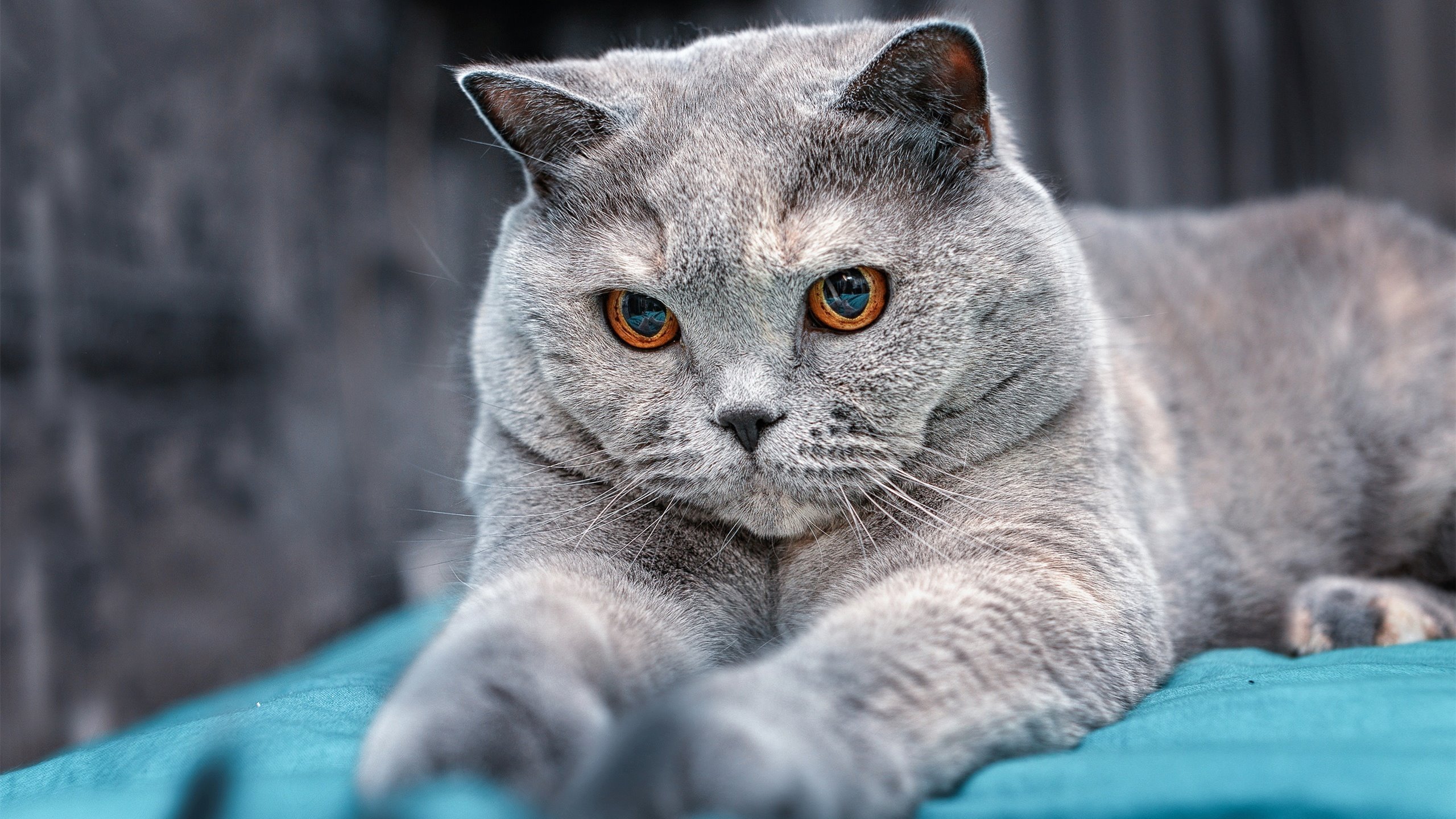 锡安炸裂表现征服客场，篮网战术铁笼彻底锁死老鹰