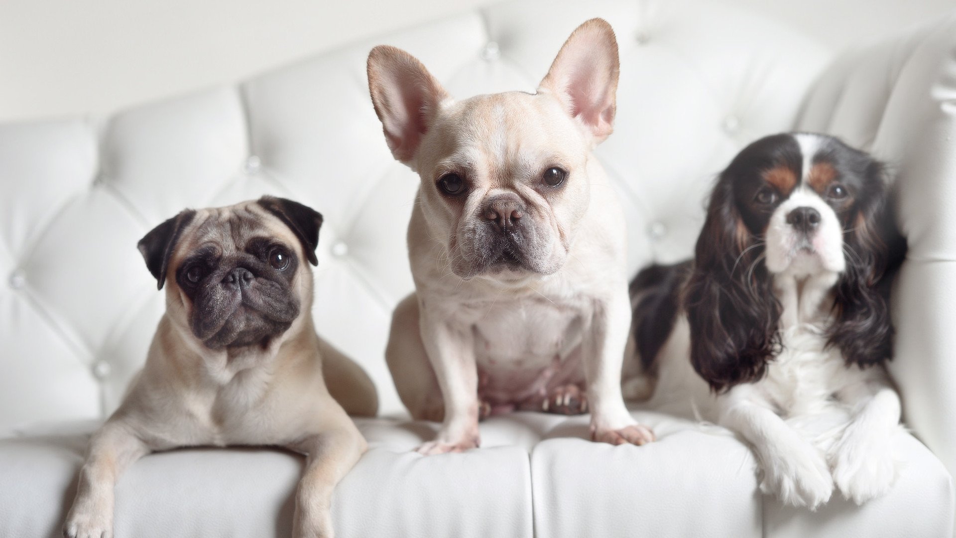 友谊赛烽火中的重炮宣言,当弗拉霍维奇不再等待