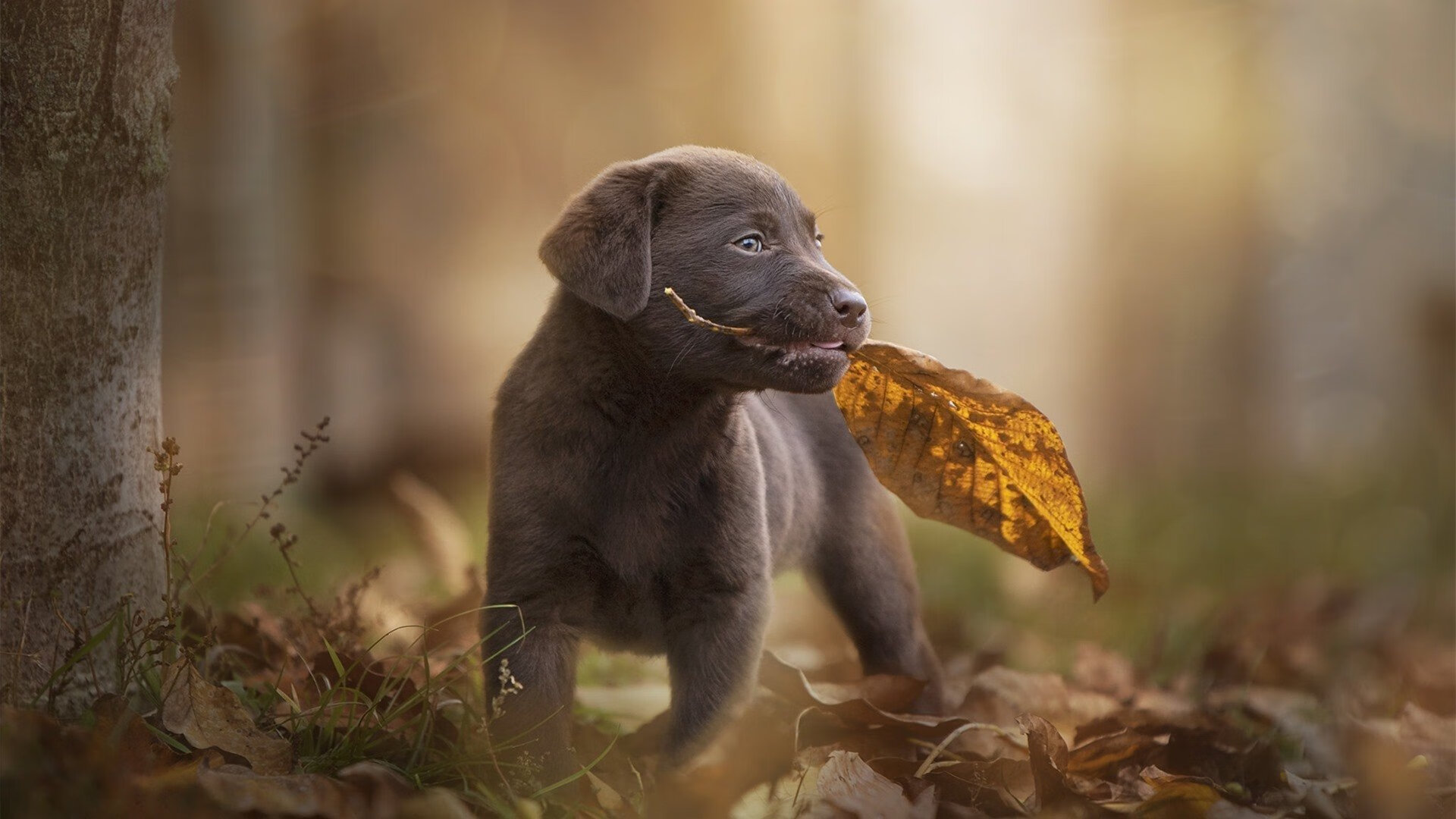 勒沃库森铁血封锁罗马,加克波闪耀东决关键战接管比赛