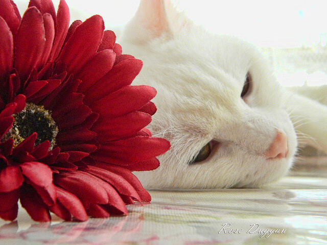 新旧秩序的裂痕,从德甲天王山到欧联逆袭,足球版图正在震动