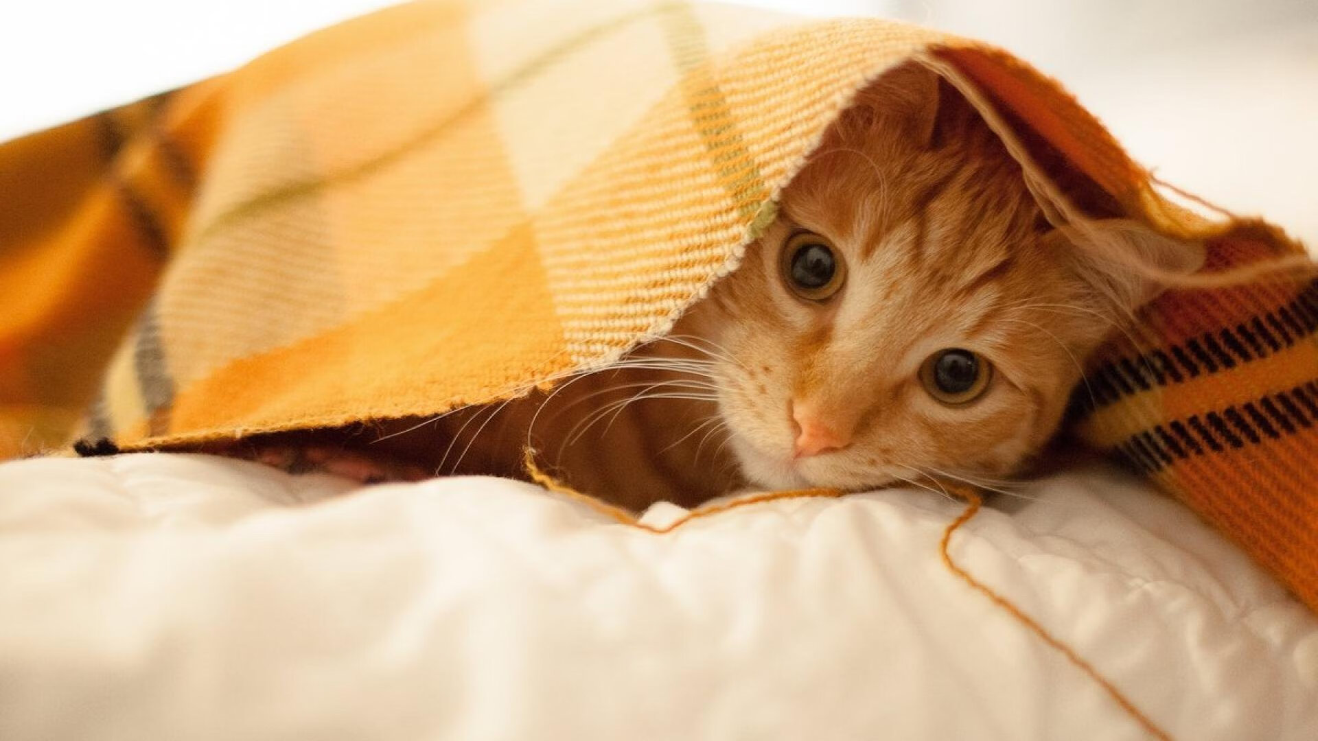 马刺末节狂飙终结爵士，贝恩19分导演逆转好戏