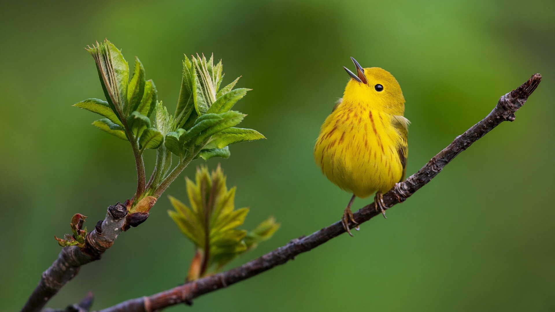 拉亚统治全场!曼城友谊赛1-0险胜克罗地亚,神级门将铸就钢铁防线