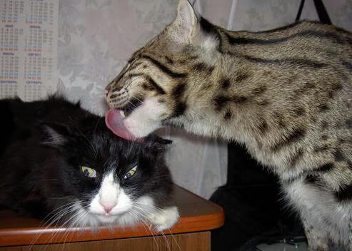 巴斯托尼掌控雷电，摩纳哥夜空中，芬兰神话的冰与火之歌