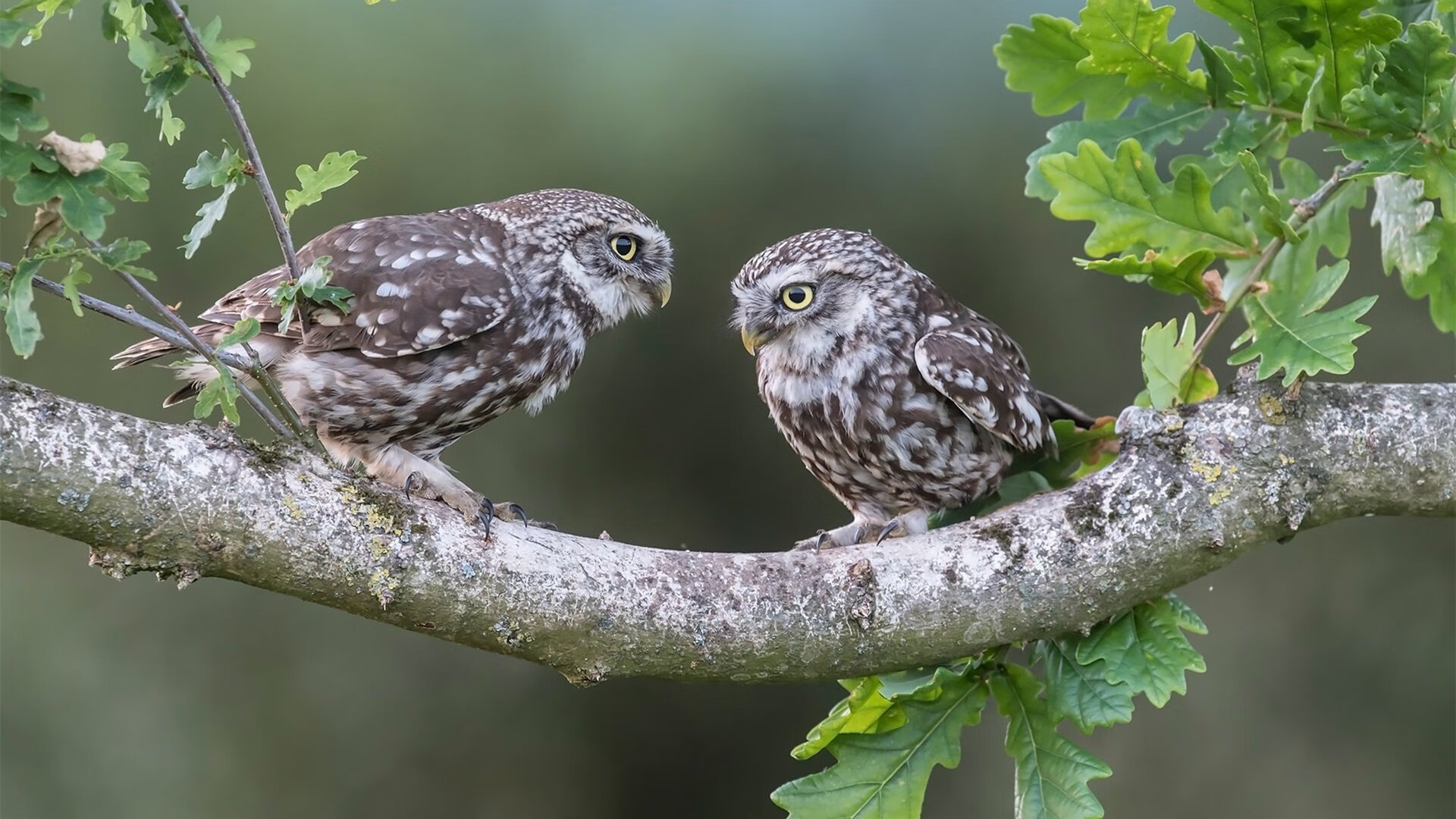 杰伦格林50分狂暴之夜！浙江双加时鏖战力克新疆，季后赛悬念再起