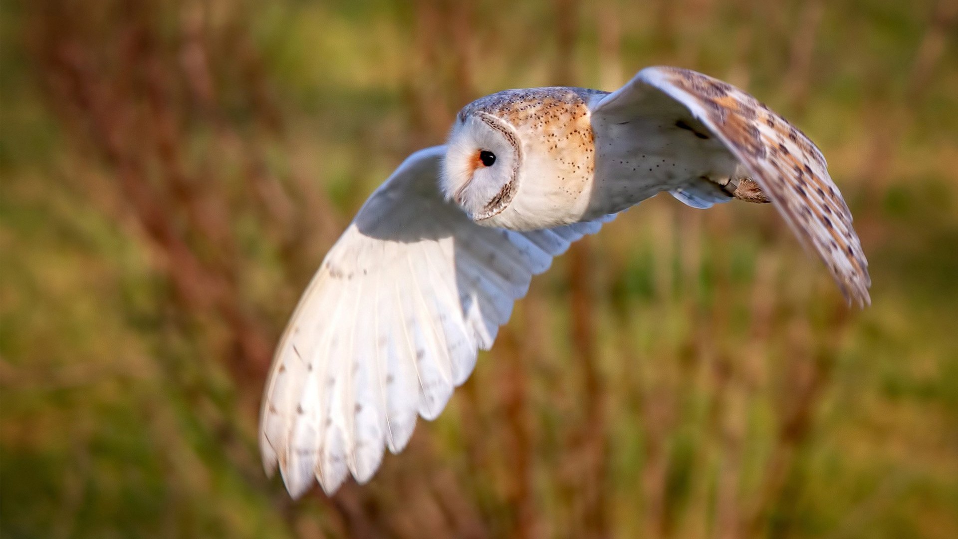 东决关键战焦点战，新西兰末节掀起南半球风暴带走委内瑞拉